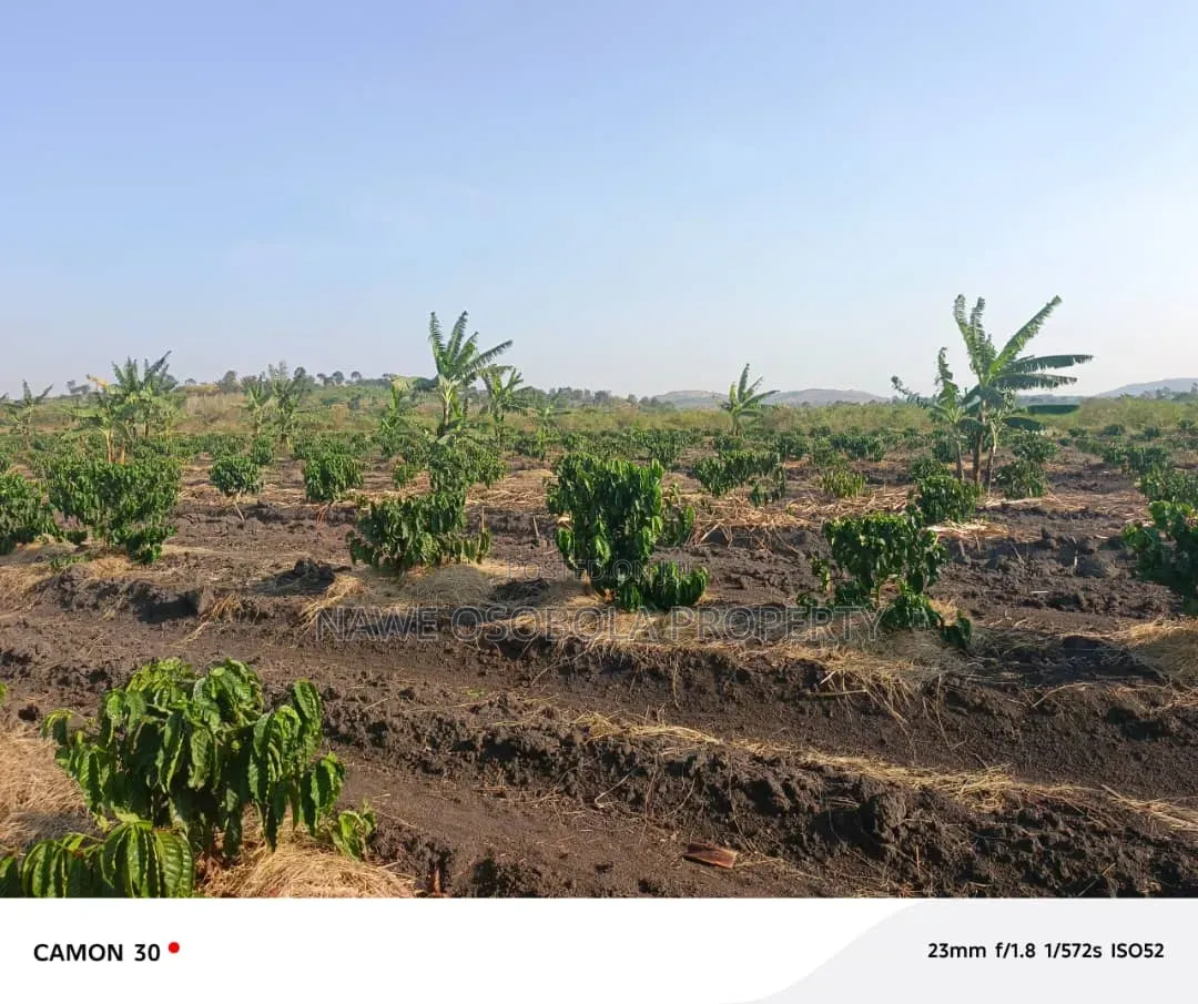 45 Acres of Coffee for Sale @25m in Kyetume-Lwengo