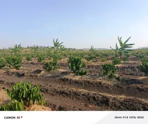 45 Acres of Coffee for Sale @25m in Kyetume-Lwengo