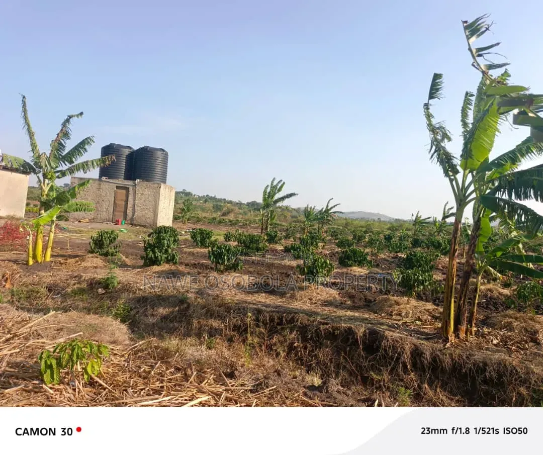 45 Acres of Coffee for Sale @25m in Kyetume-Lwengo