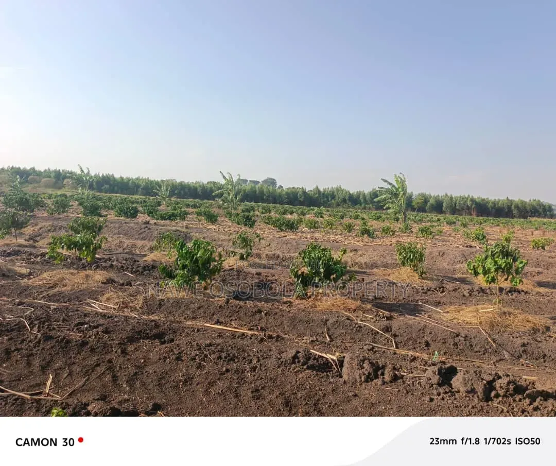 45 Acres of Coffee for Sale @25m in Kyetume-Lwengo