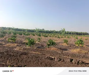 45 Acres of Coffee for Sale @25m in Kyetume-Lwengo