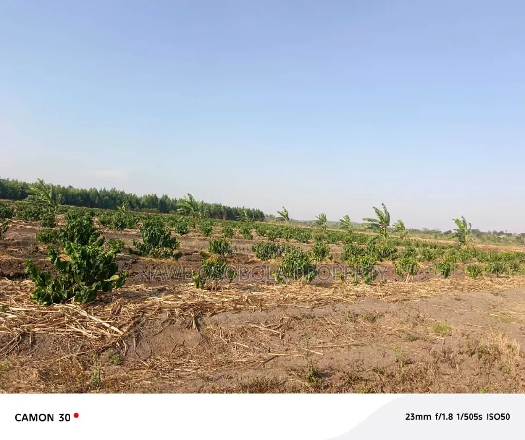 45 Acres of Coffee for Sale @25m in Kyetume-Lwengo