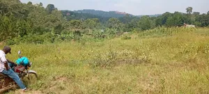 300 Acres for Sale in Lukaya-Kiragga @ 15m Per Acre