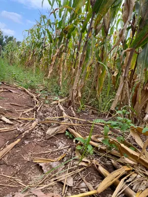 300 Acres for Sale in Lukaya-Kiragga @ 15m Per Acre
