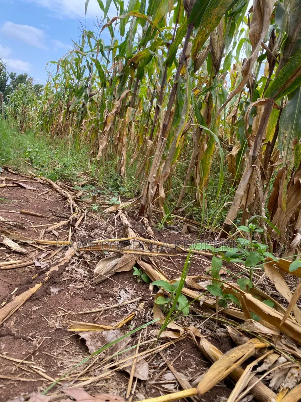 300 Acres for Sale in Lukaya-Kiragga @ 15m Per Acre