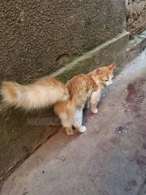 3-6 months Male Purebred American Bobtail