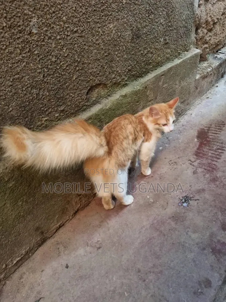 3-6 months Male Purebred American Bobtail