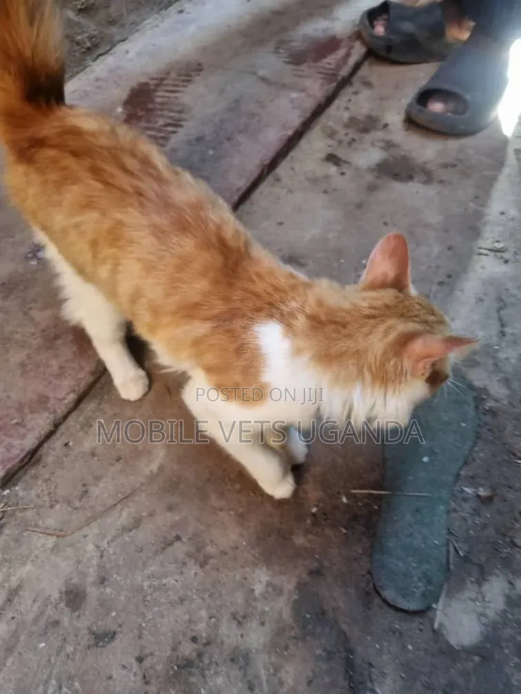 3-6 months Female Purebred Balinese