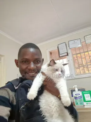1-3 months Female Purebred Ragdoll