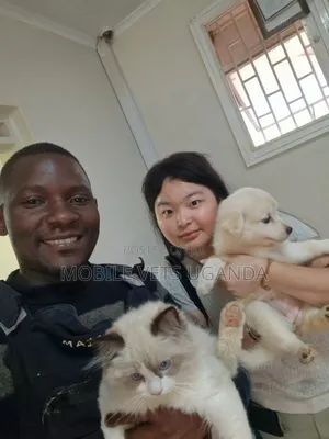 1-3 months Female Purebred Japanese Spitz