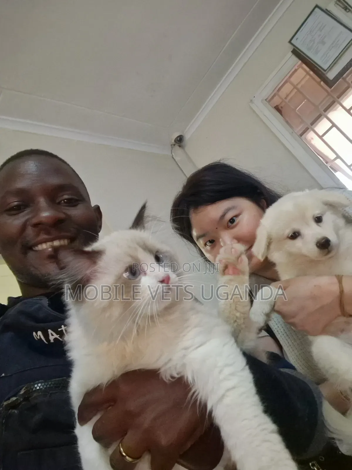 1-3 months Male Purebred Ragdoll