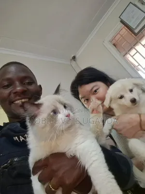 1-3 months Male Purebred Ragdoll