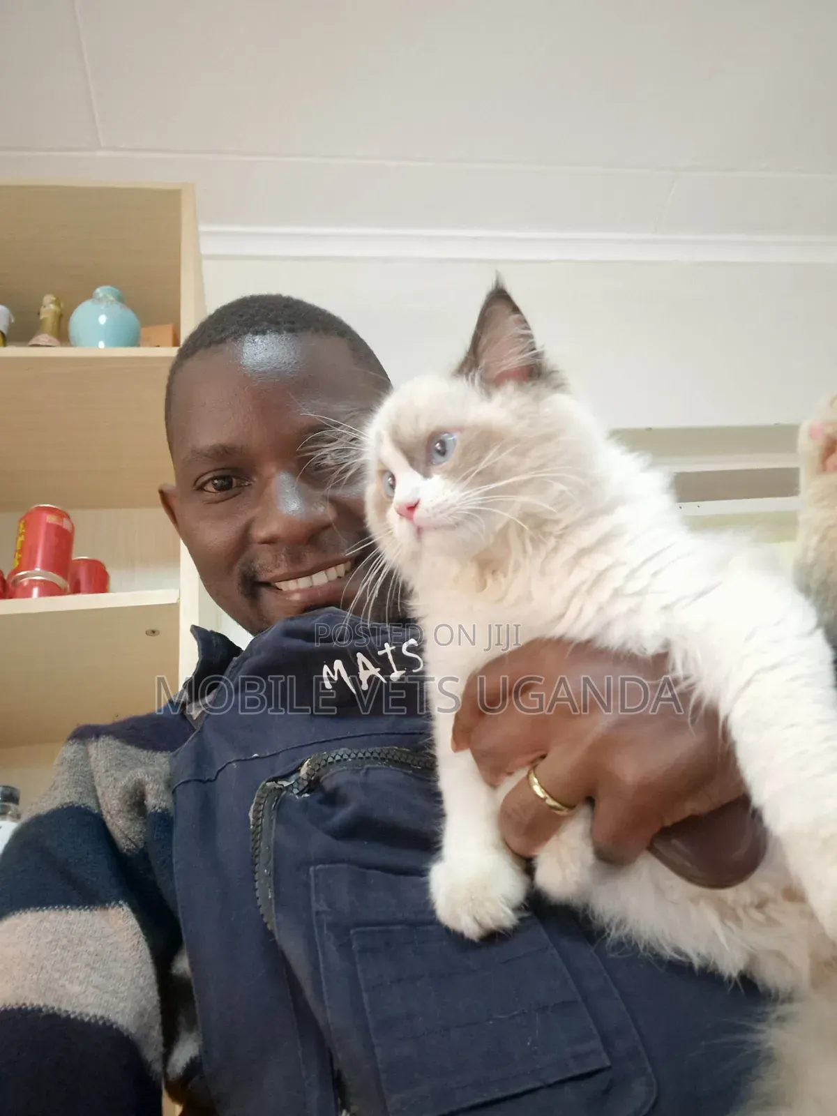 1-3 months Male Purebred Ragdoll