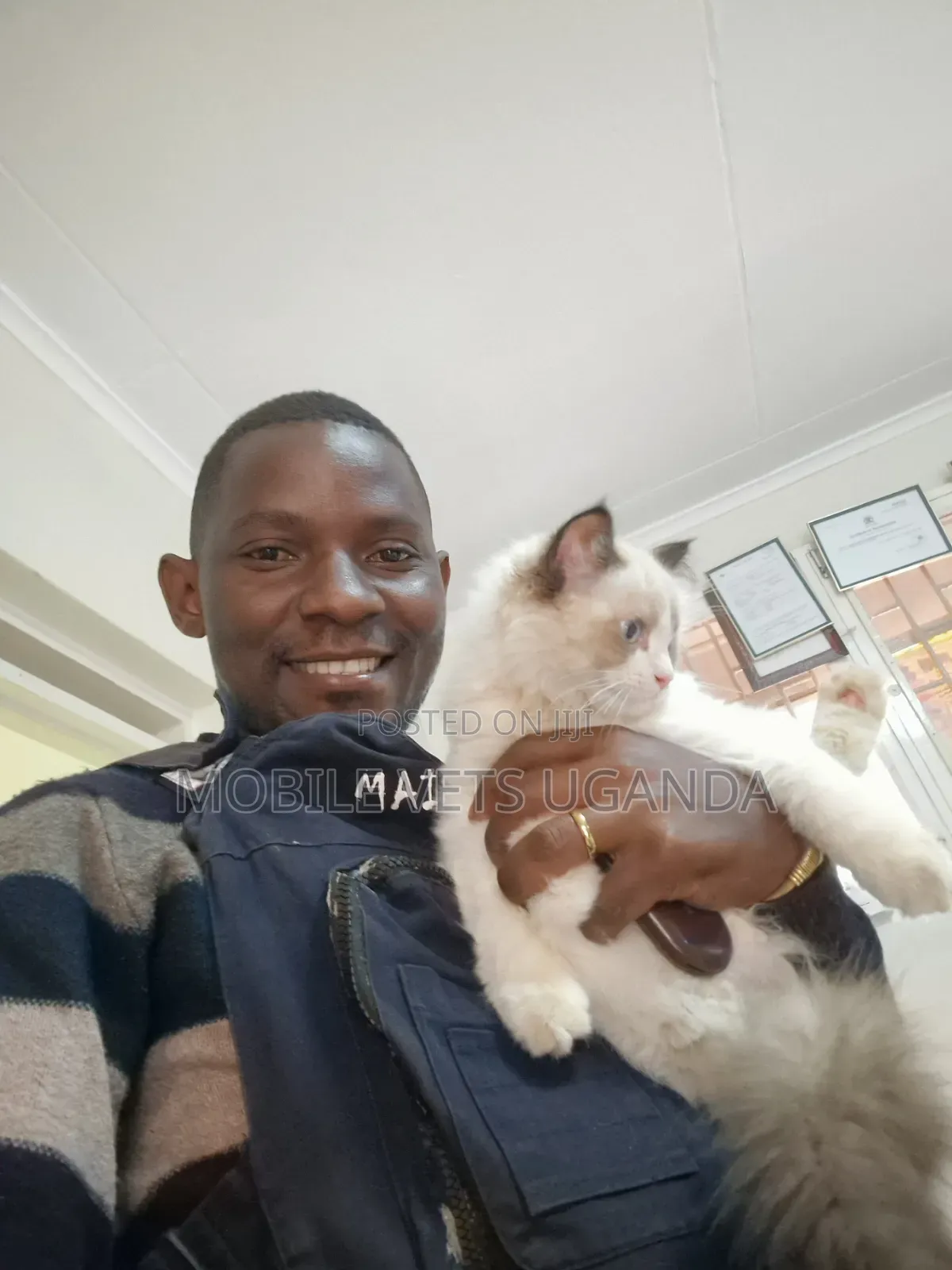 3-6 months Male Purebred Ragdoll