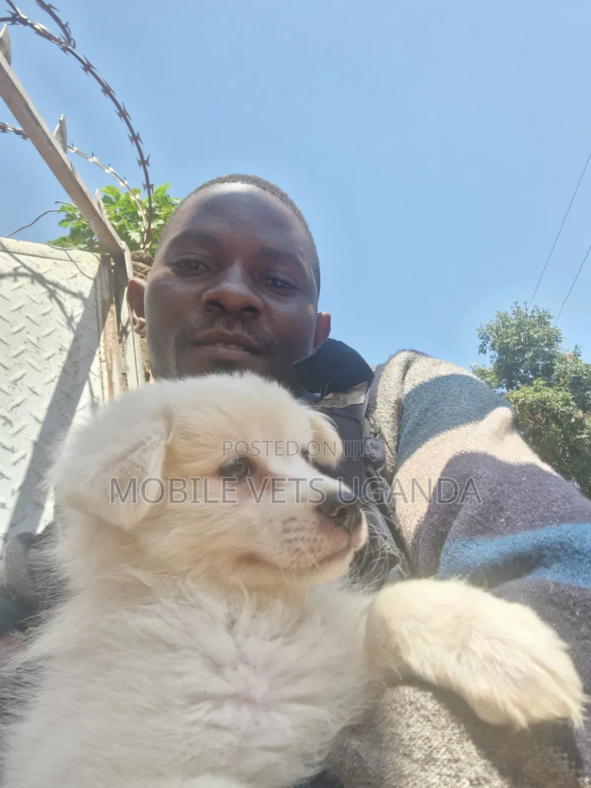 1-3 months Female Purebred Japanese Spitz