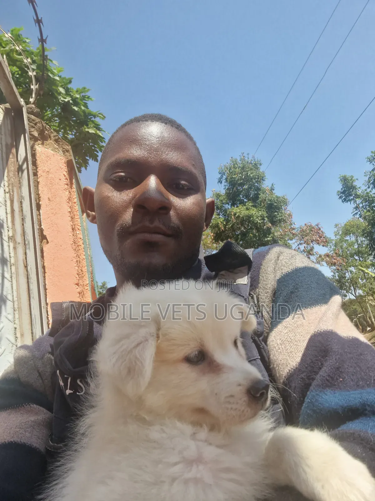 3-6 months Female Purebred Japanese Spitz