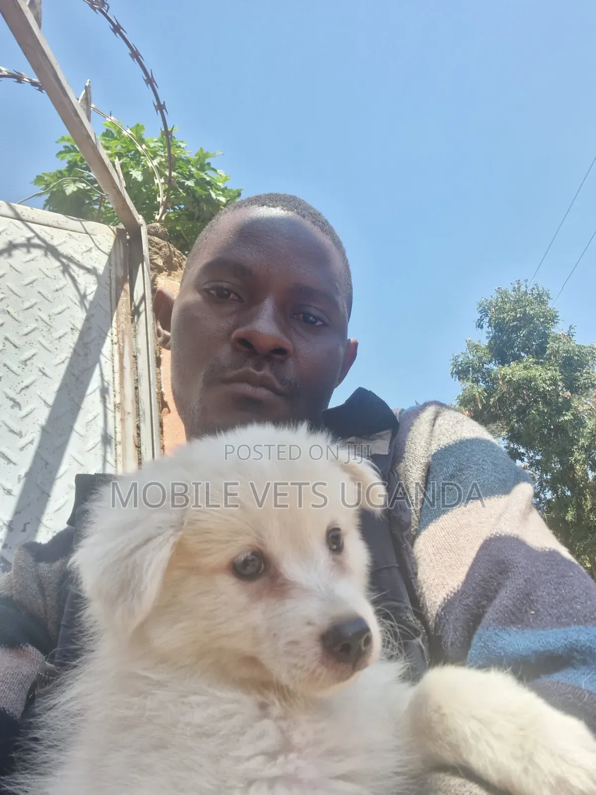 1-3 months Female Purebred Japanese Spitz