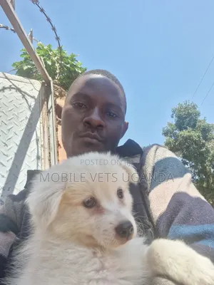 1-3 months Female Purebred Japanese Spitz