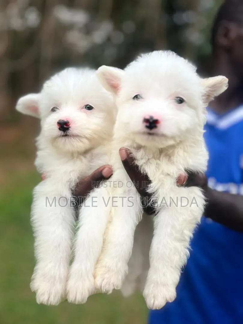1-3 months Male Purebred Maltese