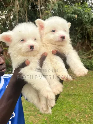 1-3 months Male Purebred Maltese