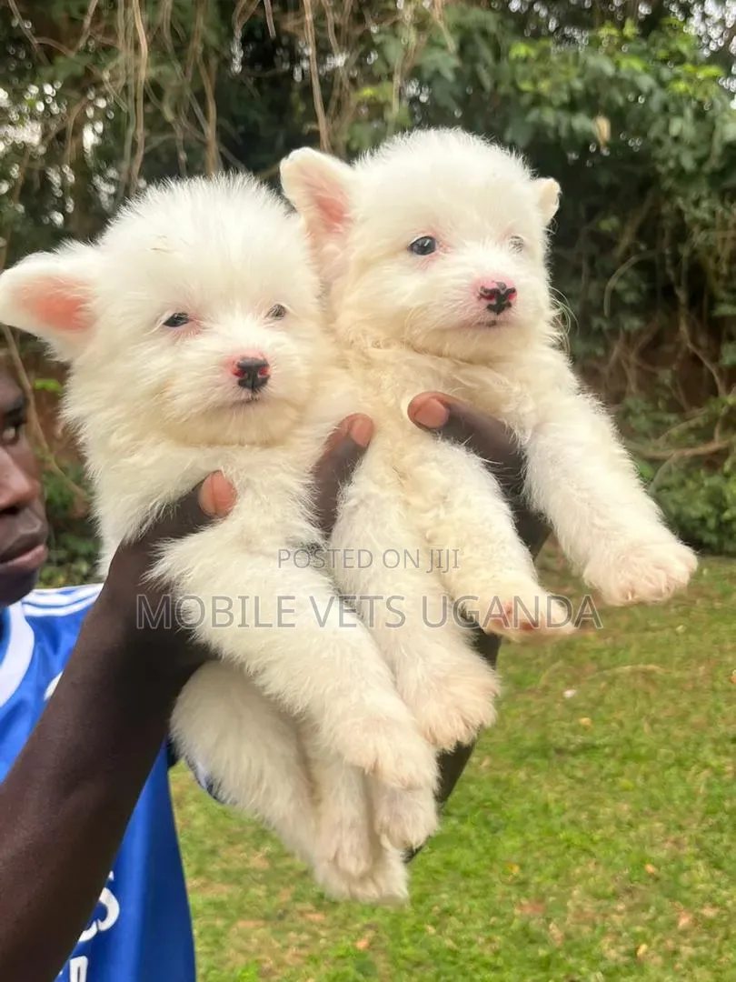 1-3 months Male Purebred Maltese