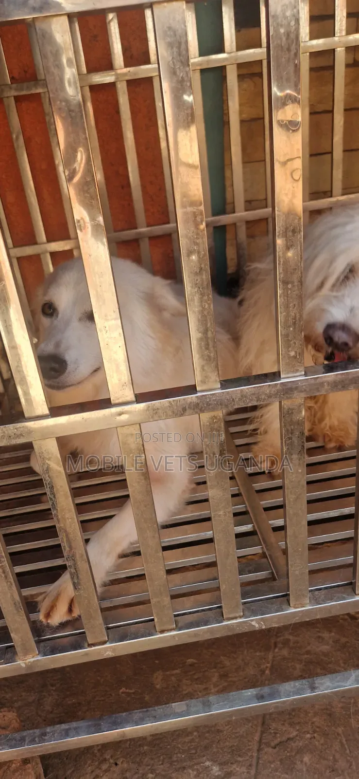 3-6 months Female Purebred Japanese Spitz