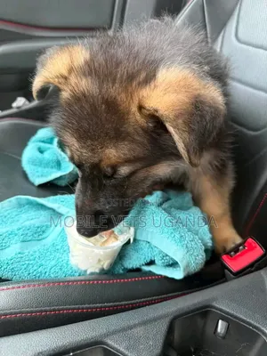 1-3 months Female Purebred German Shepherd