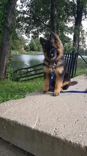 3-6 months Female Purebred German Shepherd