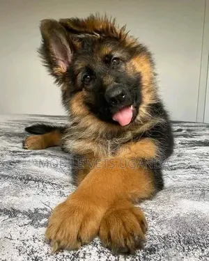 3-6 months Female Purebred German Shepherd