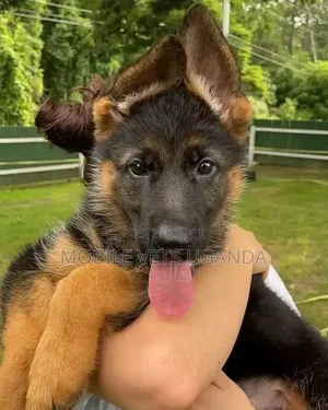 3-6 months Female Purebred German Shepherd