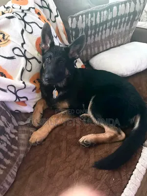 1-3 months Male Purebred German Shepherd