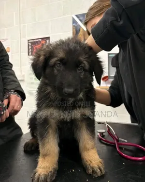 1-3 months Male Purebred German Shepherd