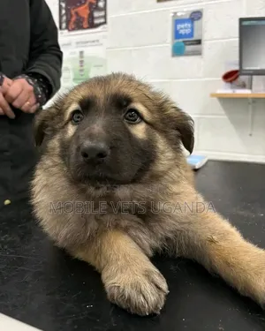 1-3 months Male Purebred German Shepherd