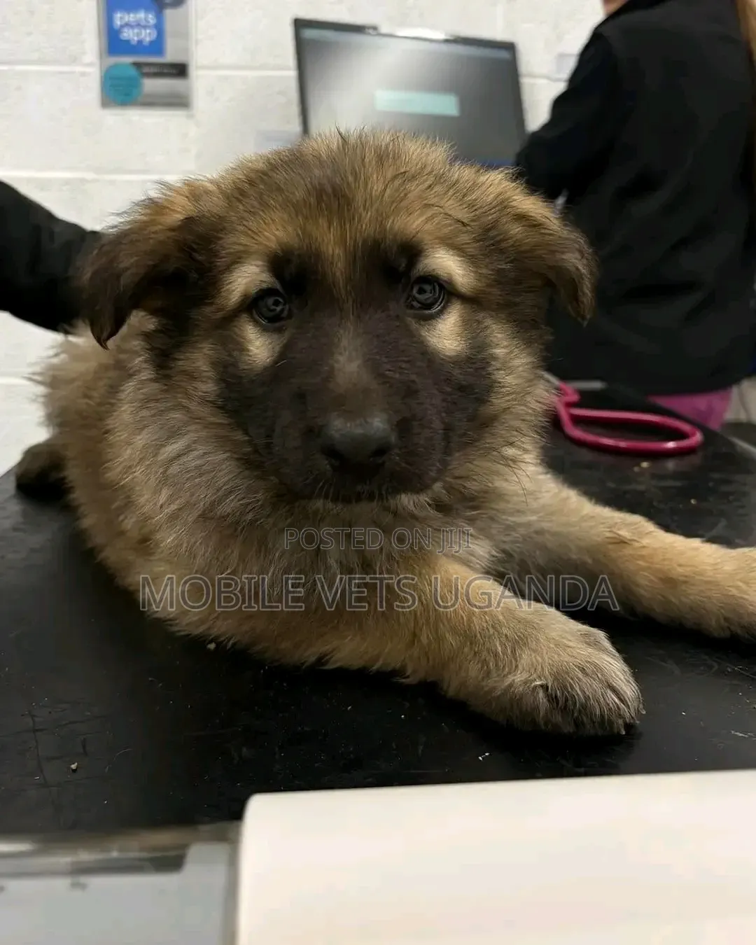 3-6 months Female Purebred German Shepherd