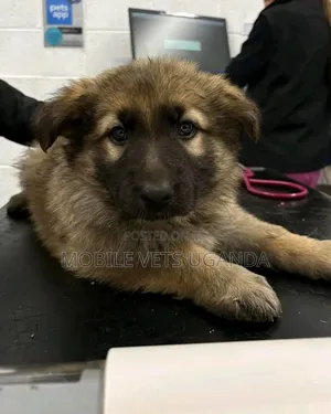 3-6 months Female Purebred German Shepherd