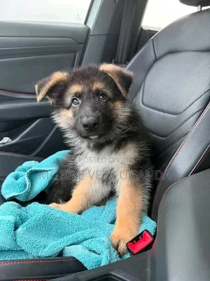 1-3 months Male Purebred German Shepherd
