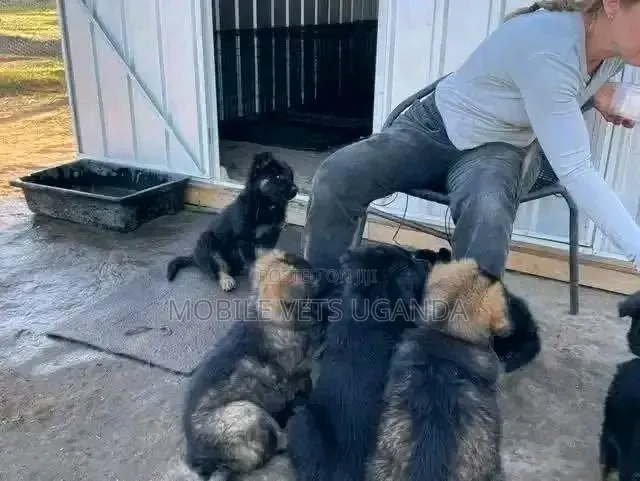 1-3 months Female Purebred German Shepherd