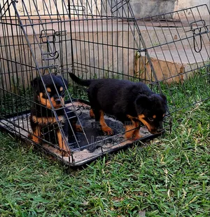 1-3 months Male Purebred Rottweiler