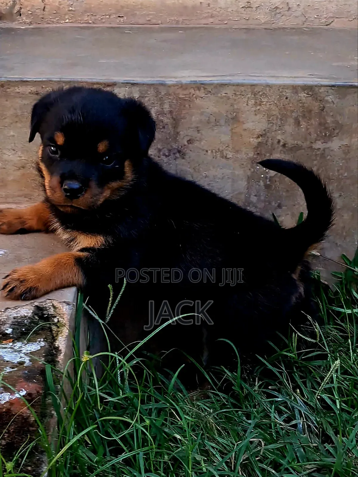 1-3 months Male Purebred Rottweiler
