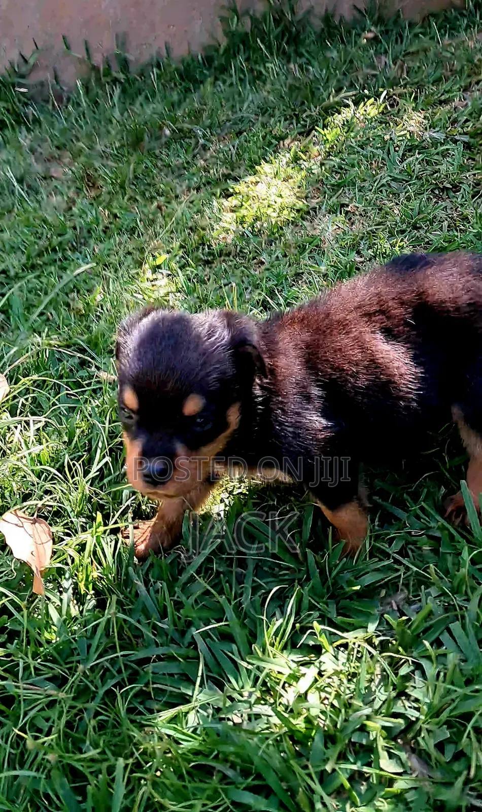 1-3 months Male Purebred Rottweiler