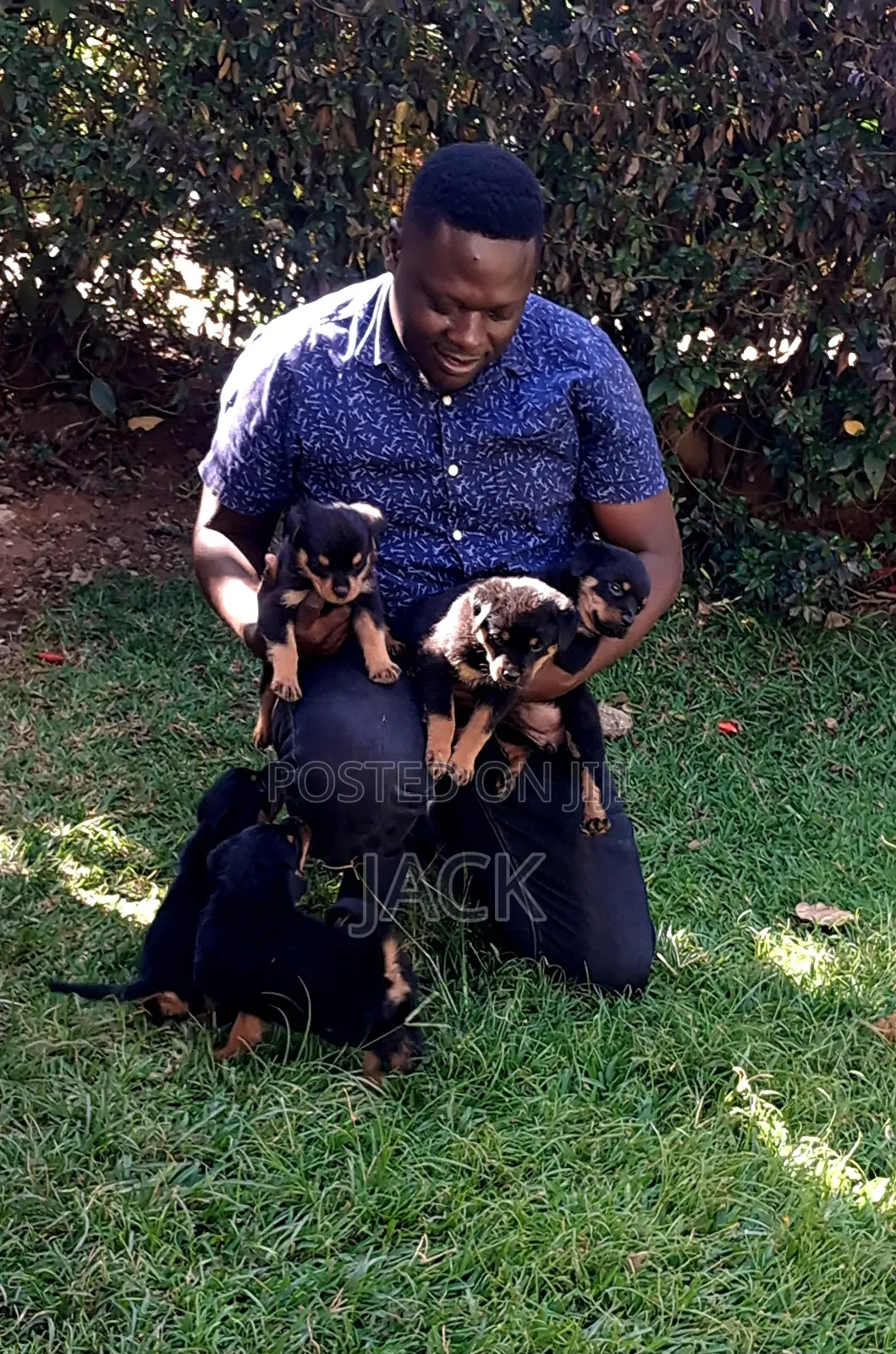 1-3 months Male Purebred Rottweiler