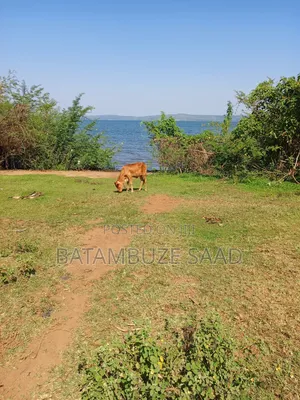 7 Acre for Sale on Lake Victoria Shores