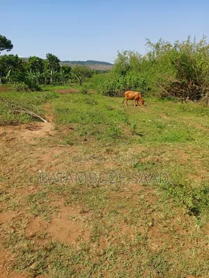 7 Acre for Sale on Lake Victoria Shores