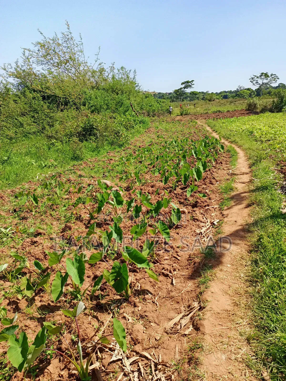 7 Acre for Sale on Lake Victoria Shores