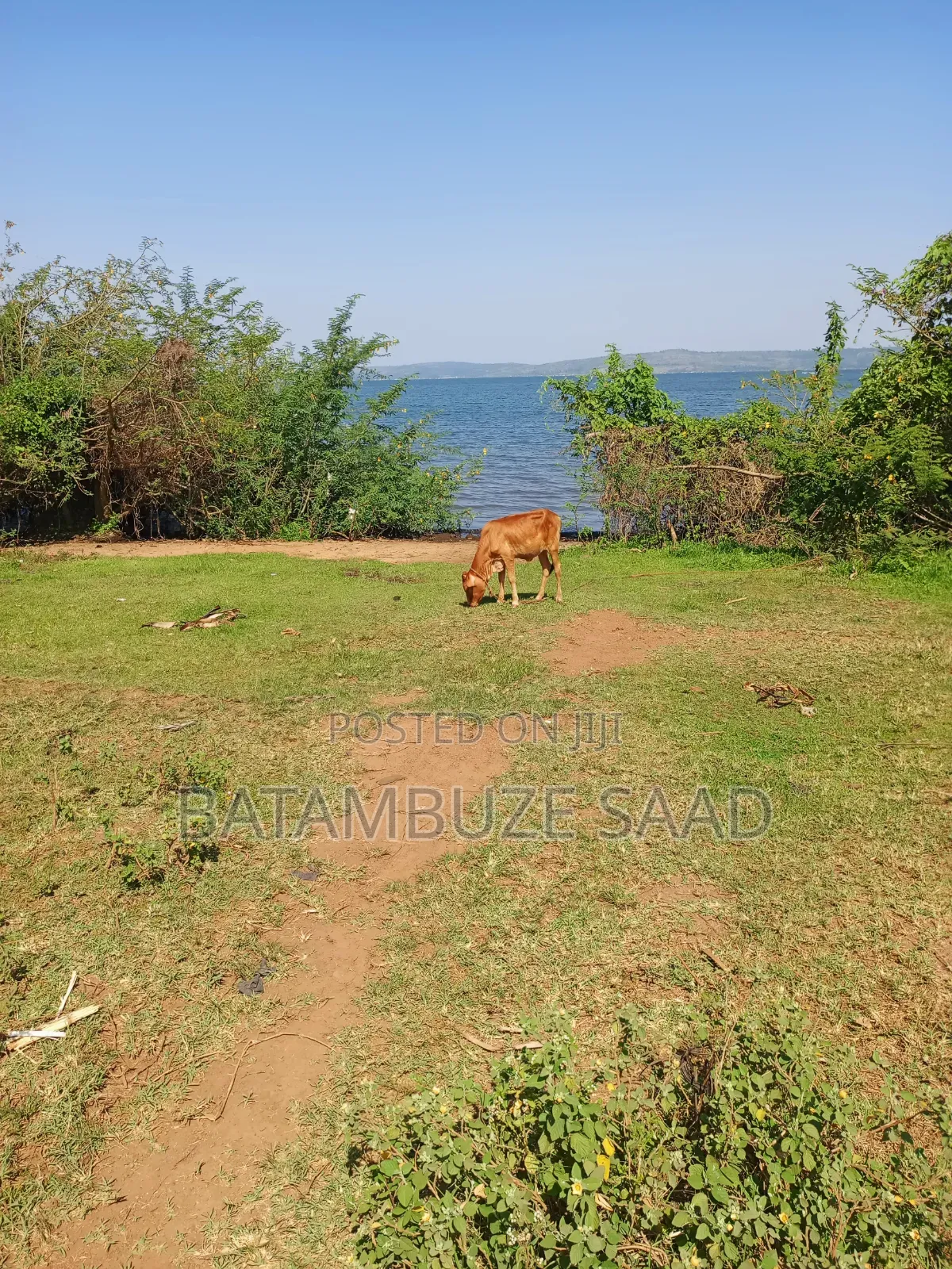 7 Acre for Sale on Lake Victoria Shores