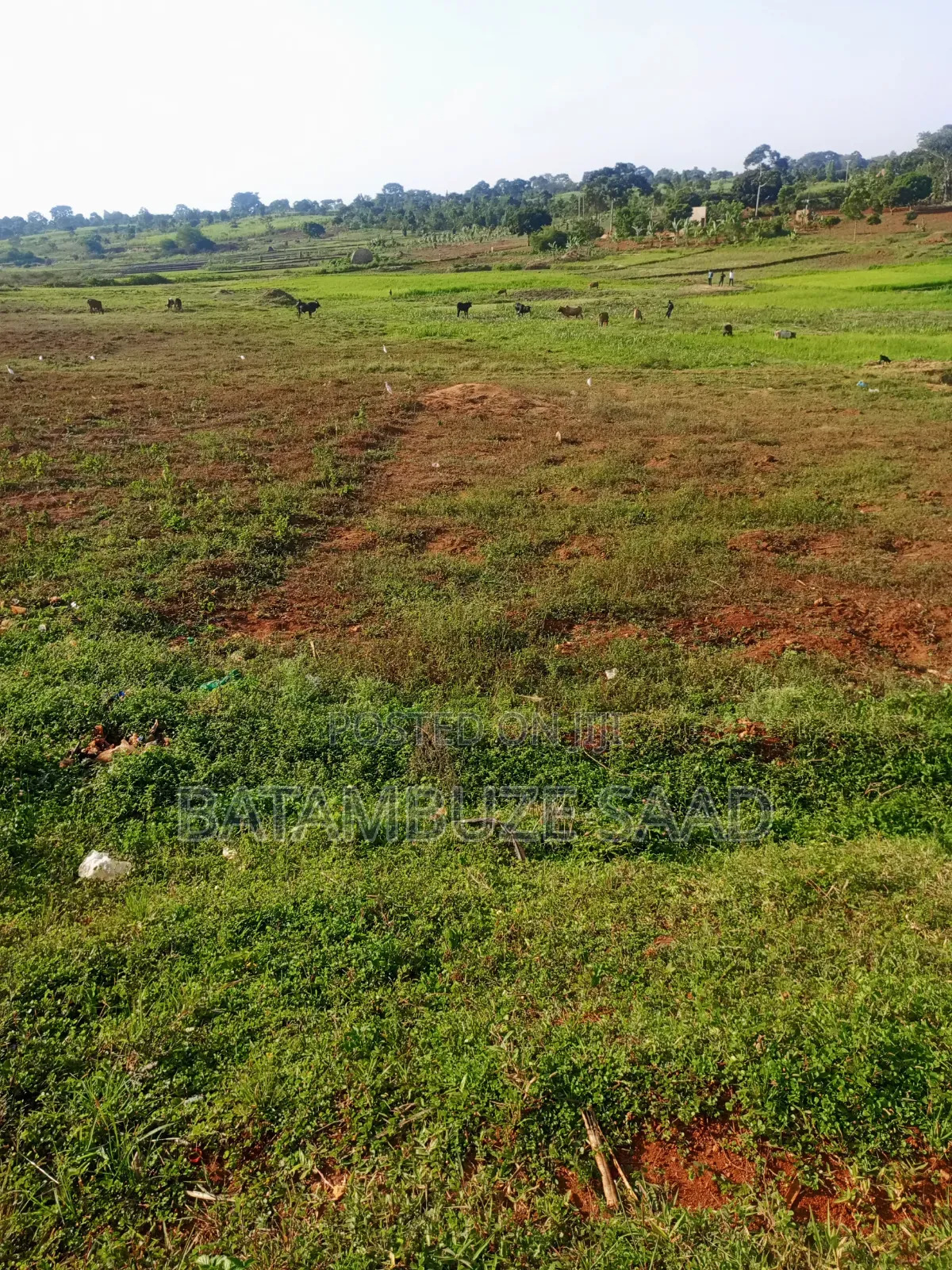 7 Acres for Sale in Mayuge District
