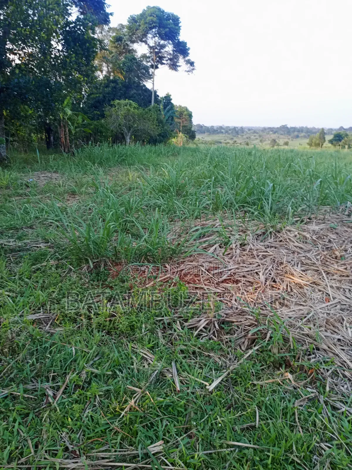 11 Acres With Sugar Cane for Sale