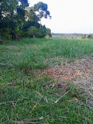 11 Acres With Sugar Cane for Sale