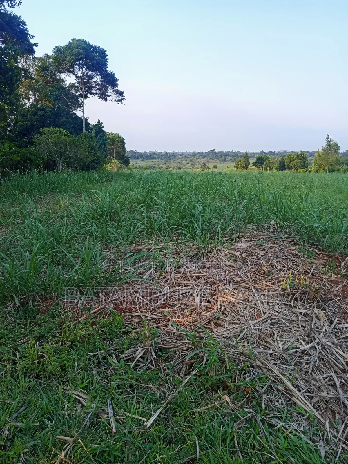 11 Acres With Sugar Cane for Sale