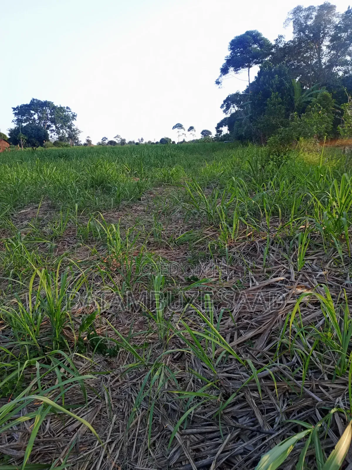 11 Acres With Sugar Cane for Sale